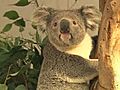 Koalapalooza 2011 | BahVideo.com