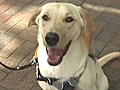 Diabetes Alert Dog Saves Man s Life | BahVideo.com
