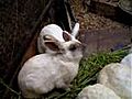Fukushima un lapin na t sans oreilles | BahVideo.com