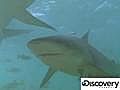 shark video - leslie | BahVideo.com