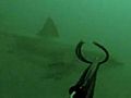 Great White Shark Off Sebastian Inlet  | BahVideo.com