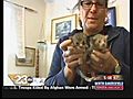 Kittens Born In Patrol Car Bumper | BahVideo.com