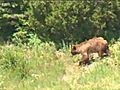Yellowstone Nat l Park Bear Encounters | BahVideo.com