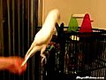 Un perroquet a danse norm ment | BahVideo.com