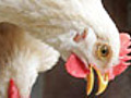 Deadly bird flu virus spreads thick and fast | BahVideo.com