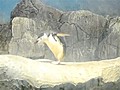 Penguin Practices Walking | BahVideo.com