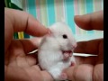 Shocked Hamster Hamster Version Of Shocked Cat  | BahVideo.com