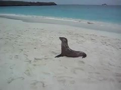 Extremely Tired Seal | BahVideo.com