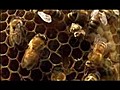 NATURE Silence of the Bees Inside the Hive PBS | BahVideo.com