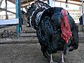 Rhett amp Link Commercial Kings Turkey Test | BahVideo.com