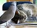 Dove gambles winding up cat | BahVideo.com