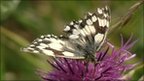 VIDEO Keeping track of Britain s butterflies | BahVideo.com