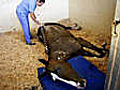 Pferde-Doping R tsel um Tod von 21 Polo-Pferden | BahVideo.com