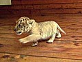 A Beginner s Guide to Ligers | BahVideo.com