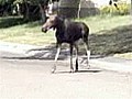 Moose duo strolls in Calgary neighborhood | BahVideo.com