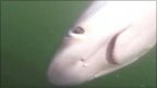 VIDEO Dramatic shark catch caught on tape | BahVideo.com