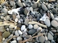 Broad-Billed Prions found washed up dead on  | BahVideo.com