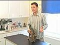 Grooming Cats | BahVideo.com