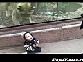 Lion Tries To Pet Baby | BahVideo.com