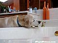 Dog Helps Himself To A Drink | BahVideo.com