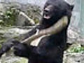 Kung Fu Bear PARODY | BahVideo.com