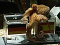 The battle over Paul the psychic octopus | BahVideo.com