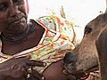 Indian woman breastfeeds a calf | BahVideo.com
