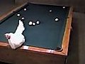 Chicken Playing Pool | BahVideo.com