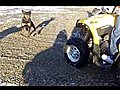 Rottweilers vs ATV Can Am Renegade 800 cc  | BahVideo.com