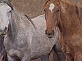 Dozens of wild horses moved following posting  | BahVideo.com