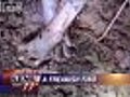 chupacabra corpse found in texas june2011 | BahVideo.com
