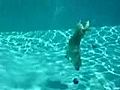 Diver Dog | BahVideo.com