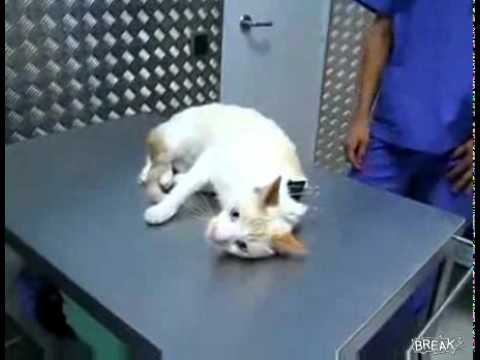 How to deactivate a cat | BahVideo.com