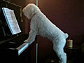 Dog Sings His Soul Out | BahVideo.com