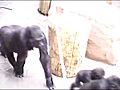 Gorilla Moja has Kijivu s new baby | BahVideo.com