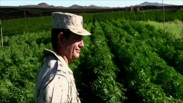 Mexico finds huge marijuana farm in Baja  | BahVideo.com