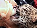 Near-Extinct Leopard Cubs | BahVideo.com