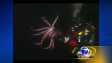 Jumbo squid invade San Diego shores | BahVideo.com
