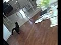 Worlds Funniest Cat Prank pt 2  | BahVideo.com