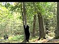 Lily the Black Bear Hope and Faith - June 3 2011 - Play among trees | BahVideo.com