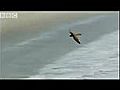 Voler avec les animaux les plus rapides du Monde | BahVideo.com