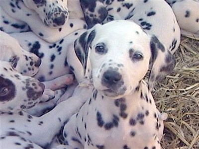 British dalmatian gives birth to 16 pups | BahVideo.com