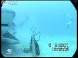 Hungry Shark | BahVideo.com
