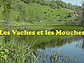 Les Vaches et les Mouches | BahVideo.com