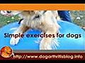 Balance Therapy Ball Exercises for Dog Arthritis | BahVideo.com