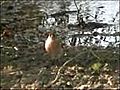 Les petits oiseaux du saule au bord du lac | BahVideo.com