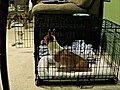 Corgi Helps Friend Escape | BahVideo.com