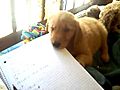 Dusty eats my homework | BahVideo.com