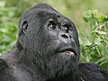 Team Silverback Gorilla Origins | BahVideo.com