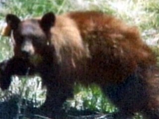 Hunger Heist Bear Breaks Into 8 Yosemite Homes | BahVideo.com